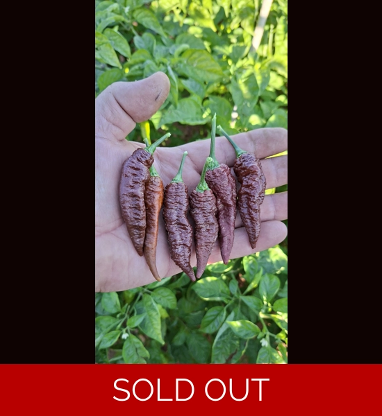 BBM X FADDAS W. Chocolate (f5)  -> (f6)  (10+seeds)